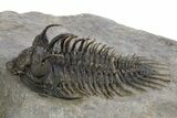 Spiny Comura Trilobite - Ofaten, Morocco #311513-6